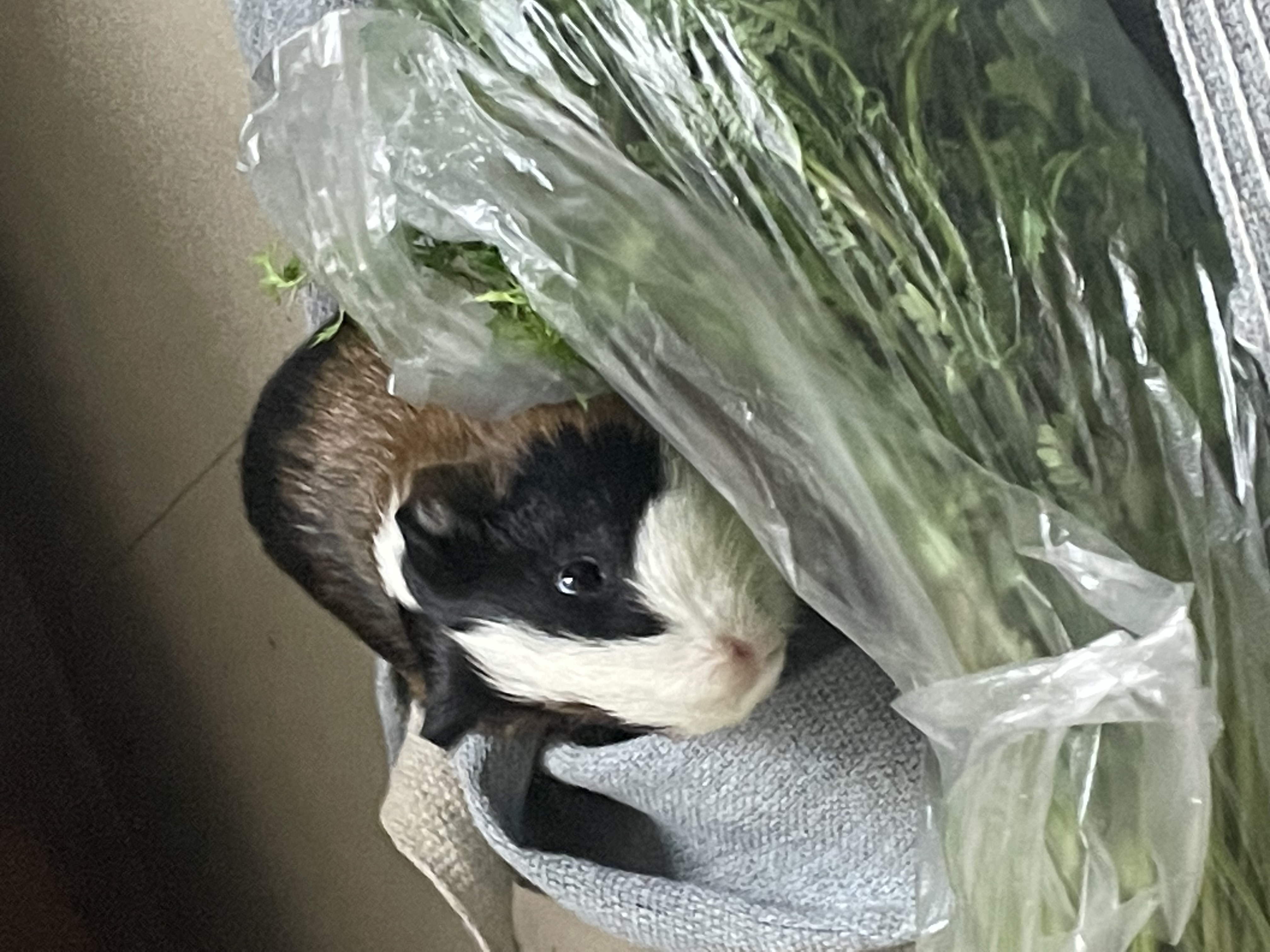 Beans the guinea pig